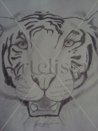 tiger 