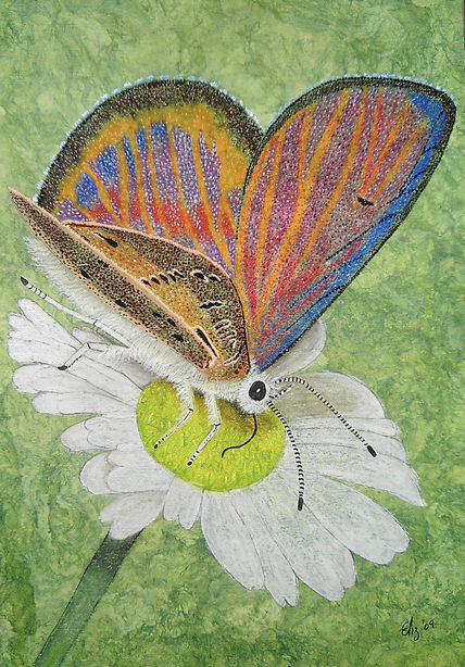 Mariposa Licénida