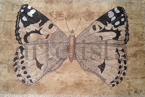 Mariposa Nocturna