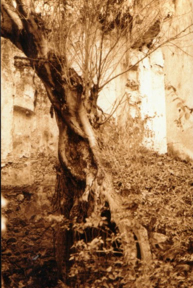 gaia