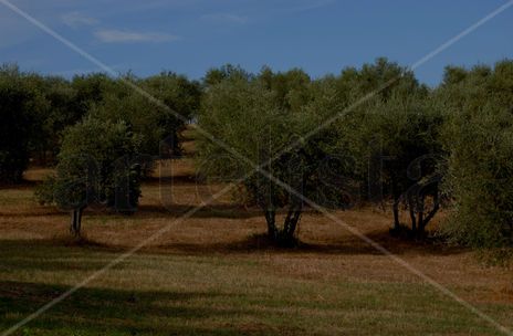 0045/paisaje toscano
