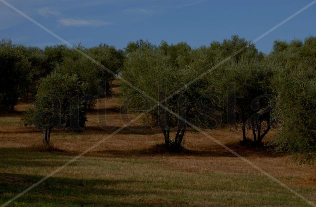 0045/paisaje toscano