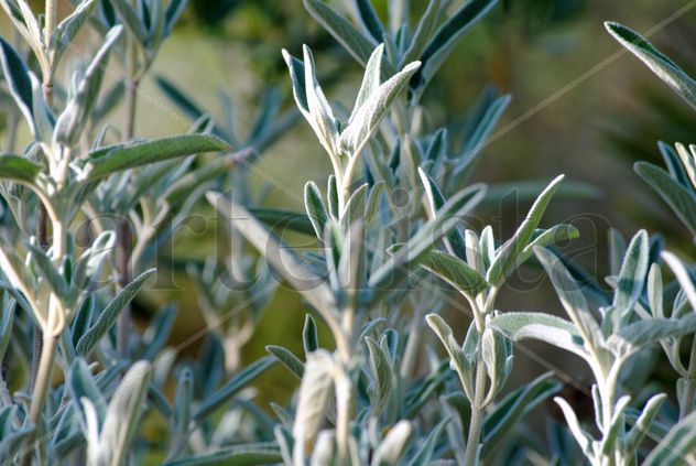 0051 Naturaleza/salvia