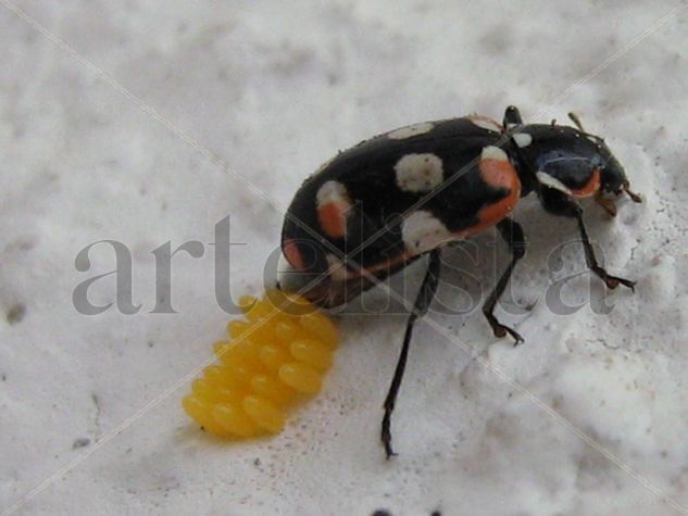 LAYING BEETLE -  INSECTOS DE ARGENTINA Nature Color (Digital)