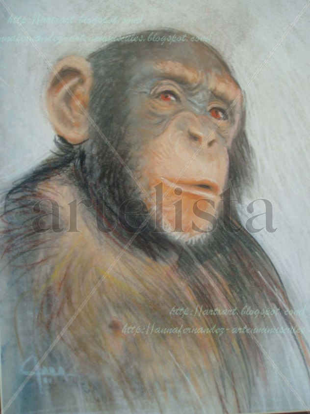 Chimpancé