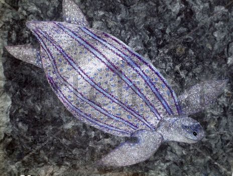 Tortuga rayada