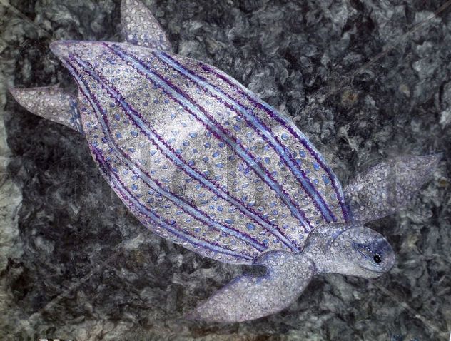 Tortuga rayada