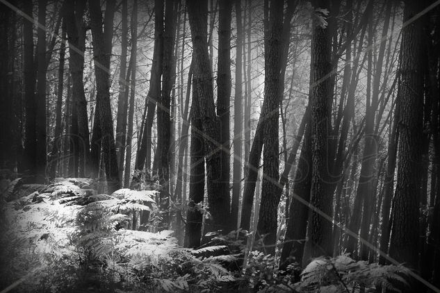 Bosque encantado Naturaleza Blanco y Negro (Digital)