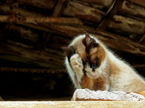 La gata de la Canova