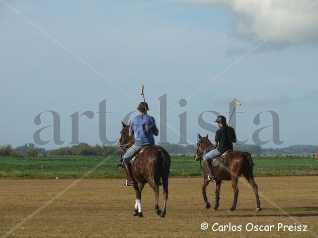 POLO 3