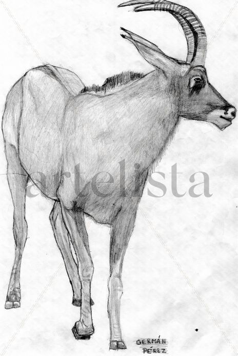 Antilope