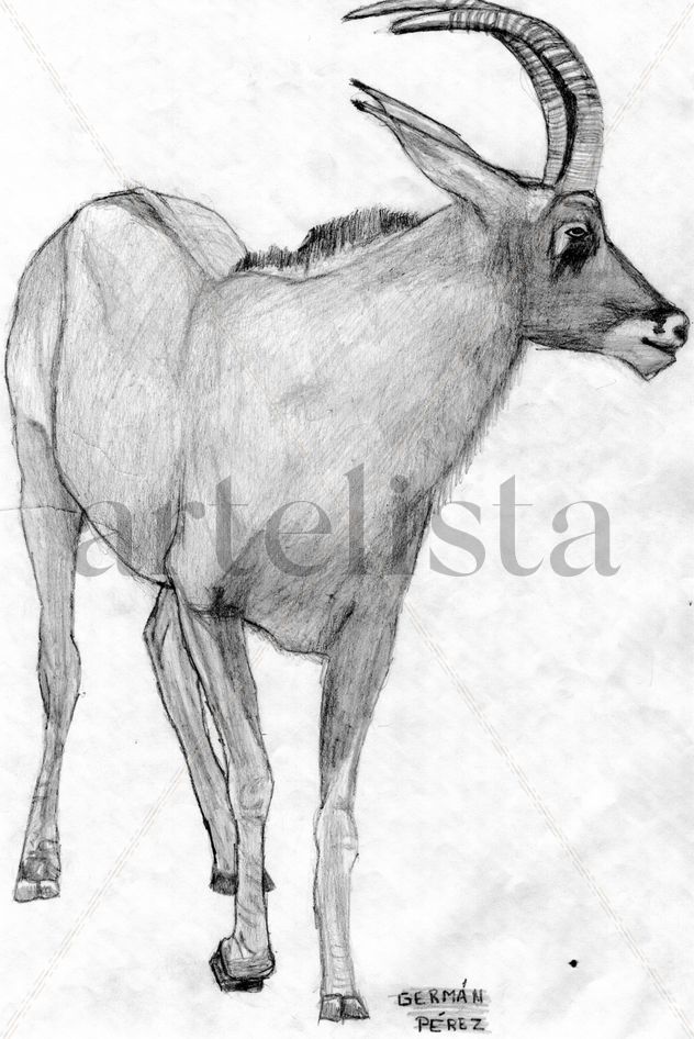 antilope