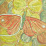 mariposa bajo el sol