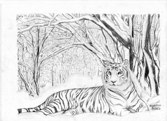tigre blanco