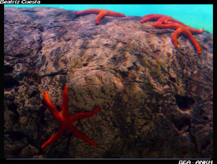 Estrellitas de mar