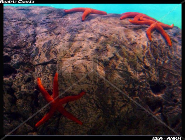 Estrellitas de mar 