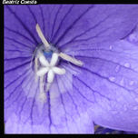 Flores thumbnail 1