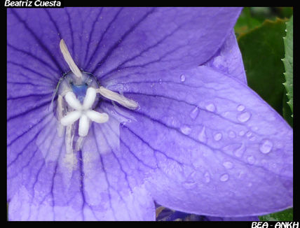 Flor