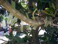 Naturaleza artificial