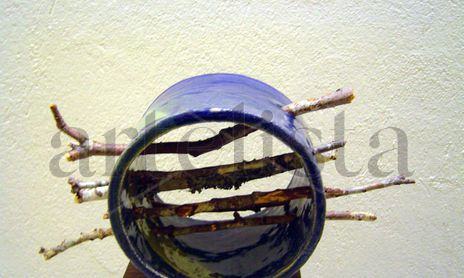 serie mandalas