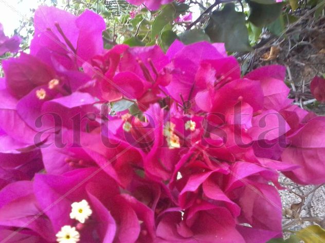 Flor Carolina
