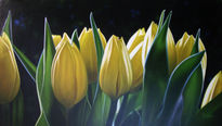 Tulipanes Amarillos