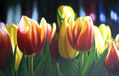 Tulipanes en Fantasia de Noche