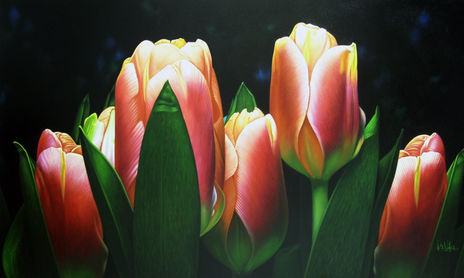 Tulipanes