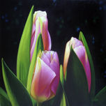 Tulipanes thumbnail 1