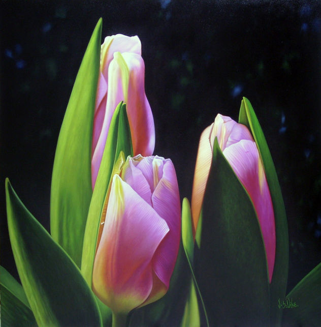 Tulipanes magentas