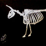 ANIMALES thumbnail 1