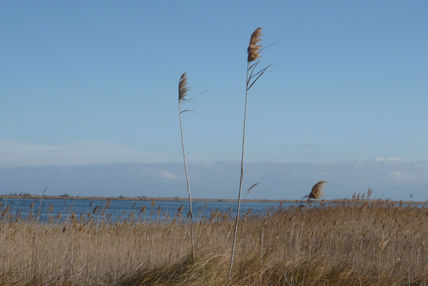 Deltebre