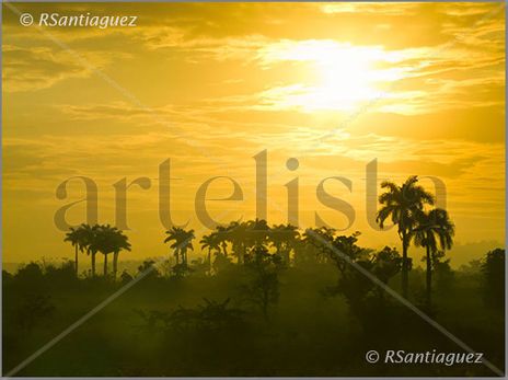 "Palmar"