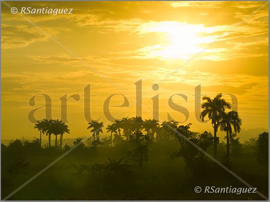 "Palmar"