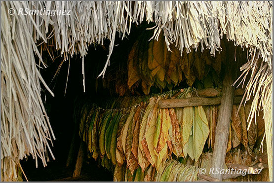 "Curado del Tabaco". Glamour Color (Digital)