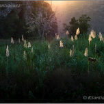 "Fotonatura" thumbnail 1