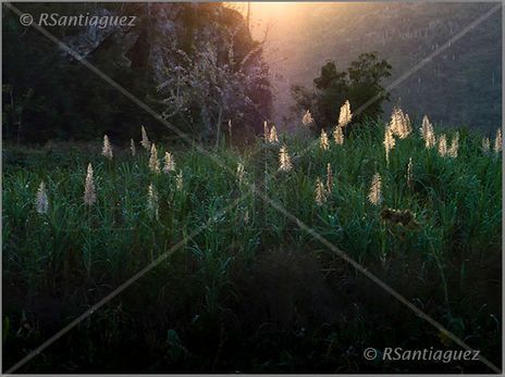 "Espigas luminosas"