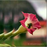 "Tabaco Suite Gallery" thumbnail 2
