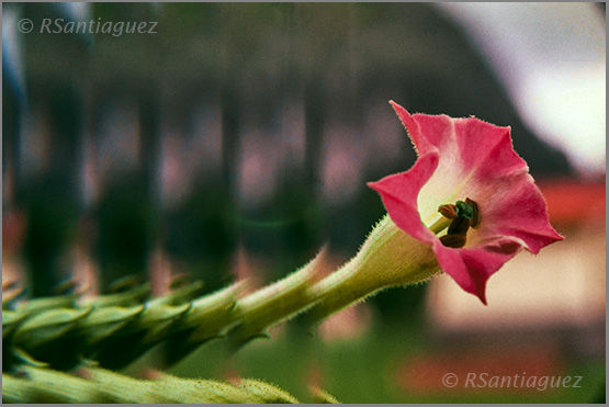 "Flor del Tabaco" Naturaleza Color (Digital)