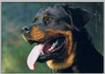 Perro Rottweiler