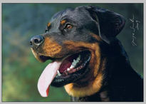 Perro Rottweiler