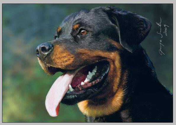 Perro Rottweiler 