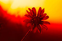 Girasol al atardecer