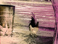 Gallinas
