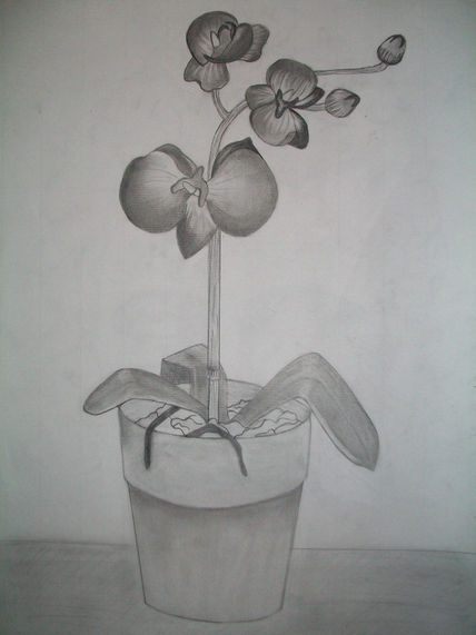 Bodegon 4
