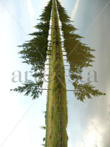 El árbol de mis sueños