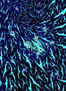 BLUEBIRDS