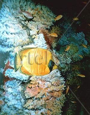 Fondo marino 1