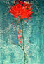 Flor en tránsito