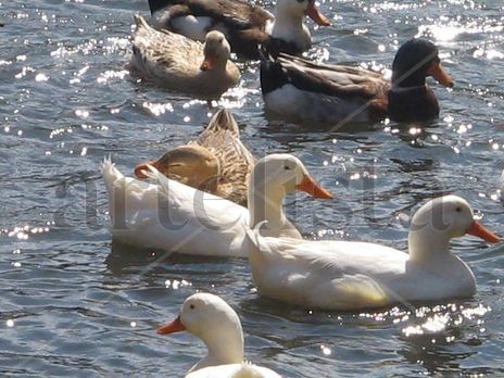 Patos
